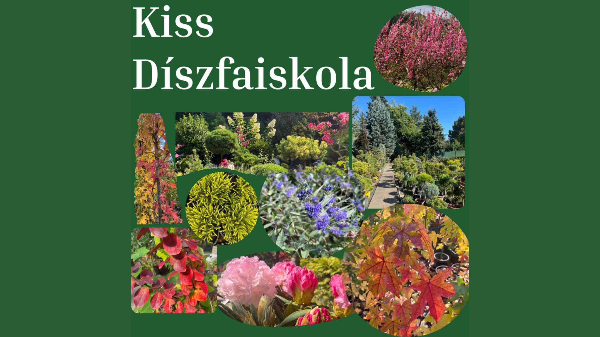 Díszfaiskola