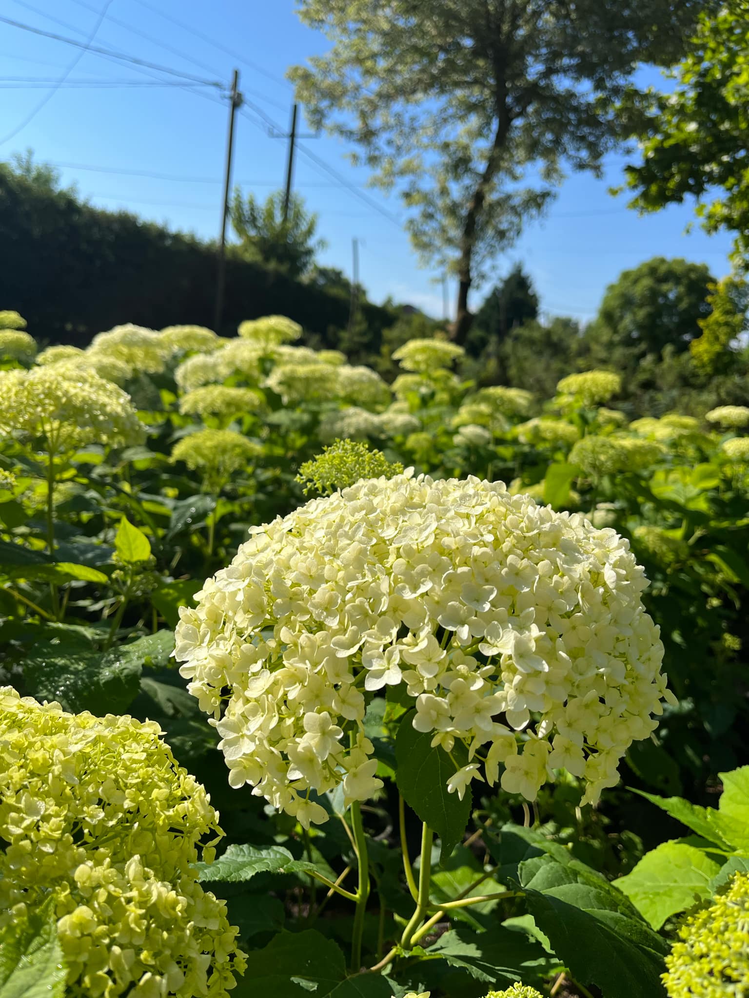 Hydrangea arborescens 'Annabelle'