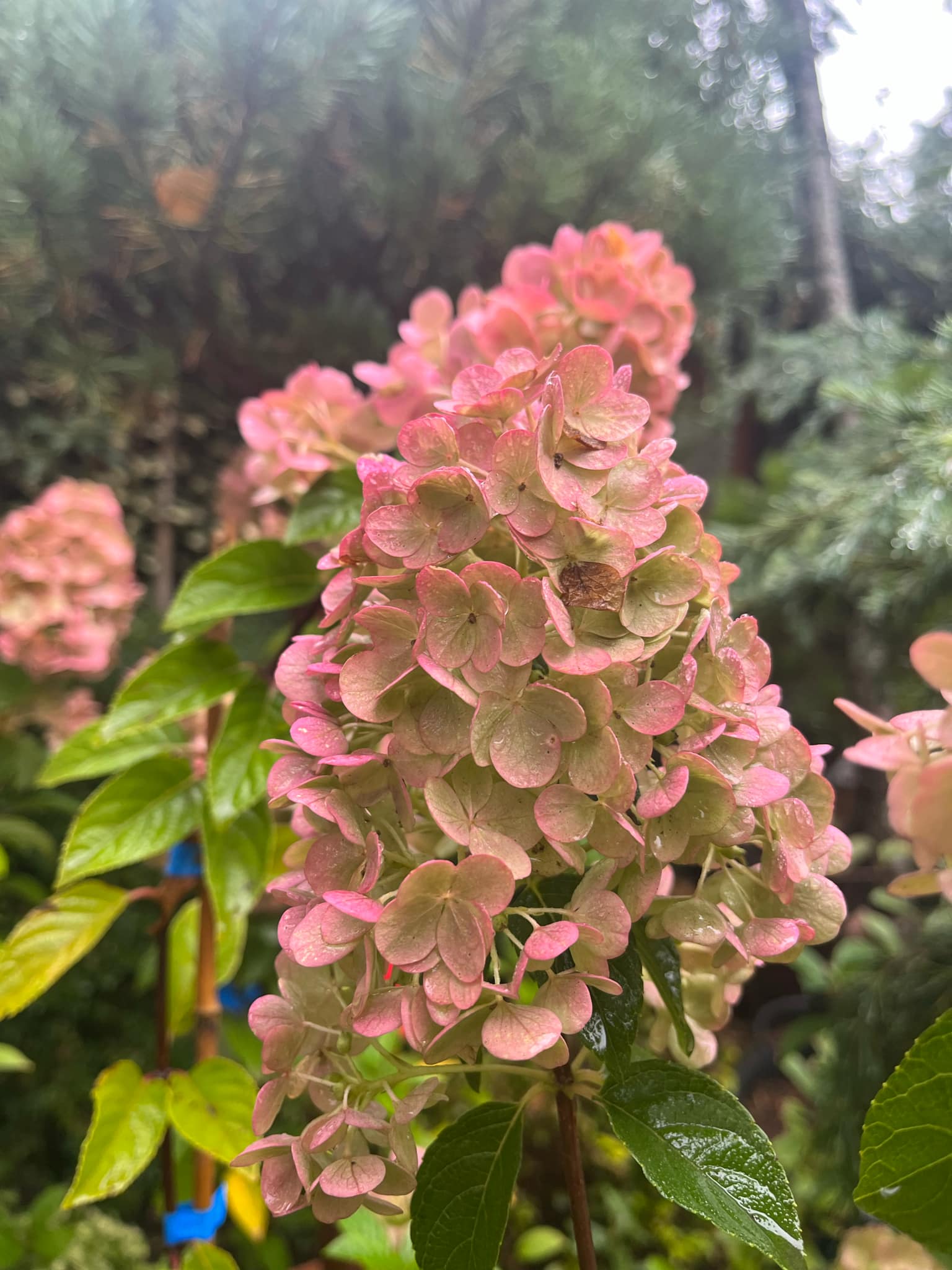 Hydrangea paniculata fajta