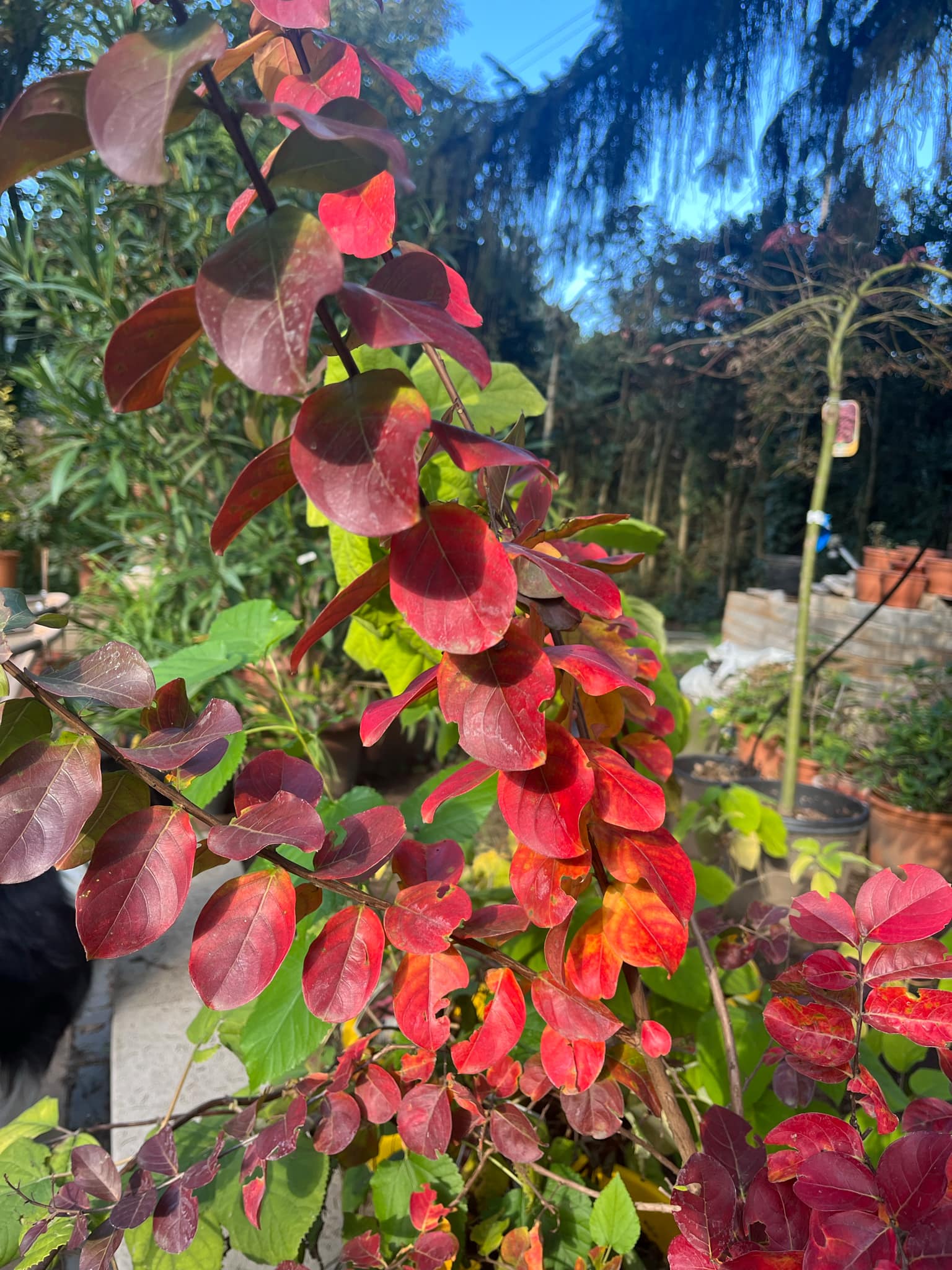Lagerstroemia