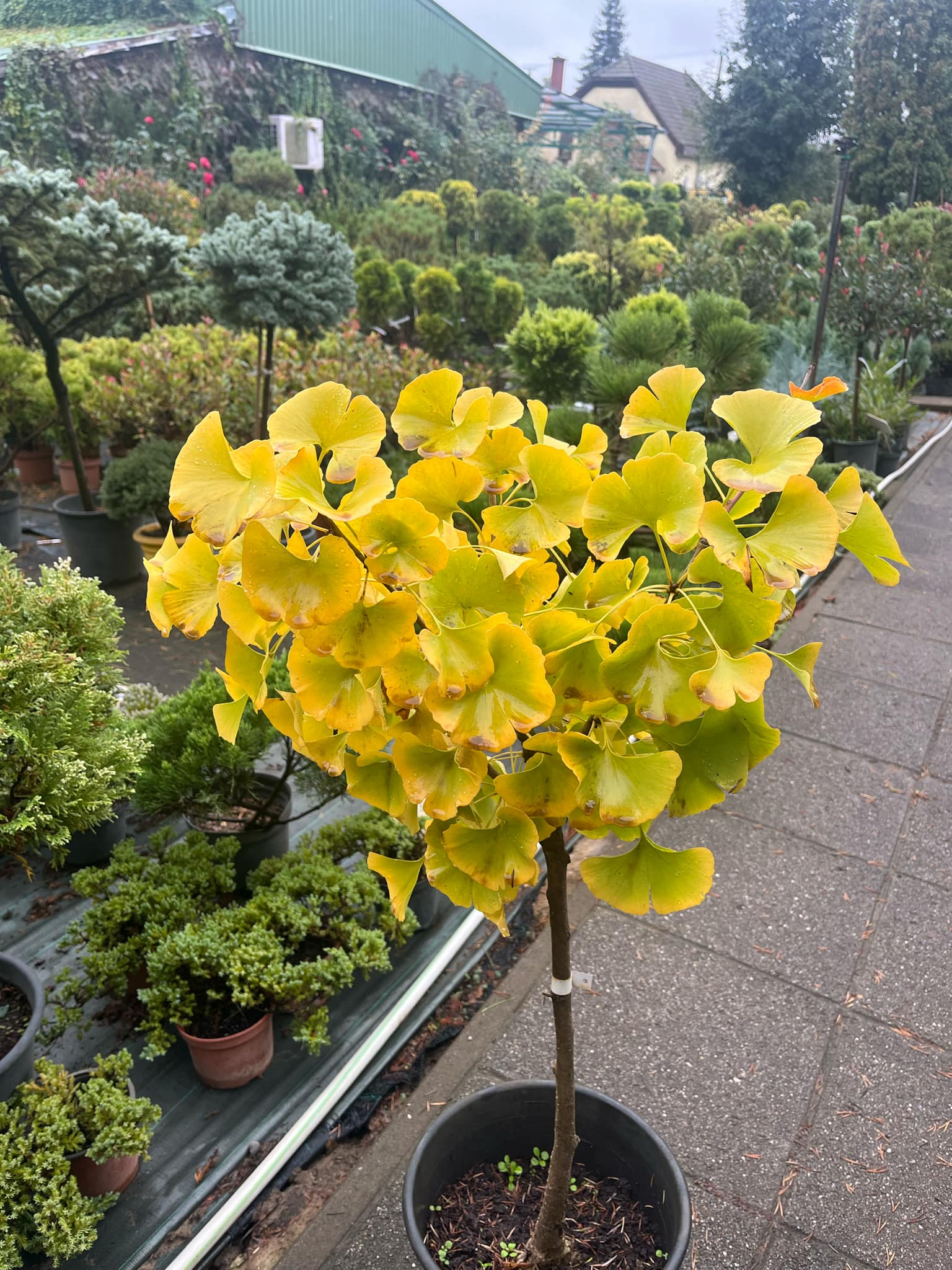 Ginkgo biloba 'Mariken'