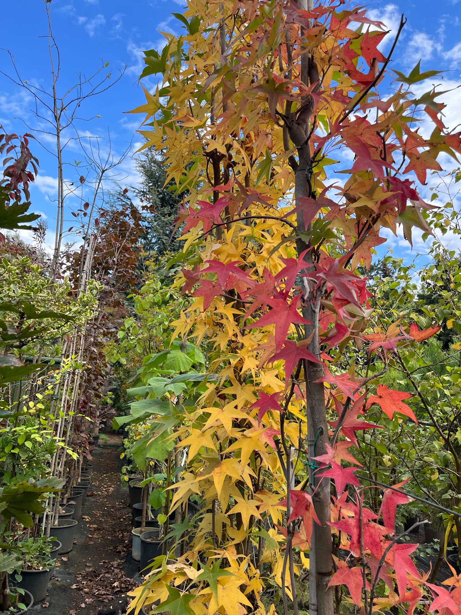Liquidambar styraciflua 'Slender Silhouette'