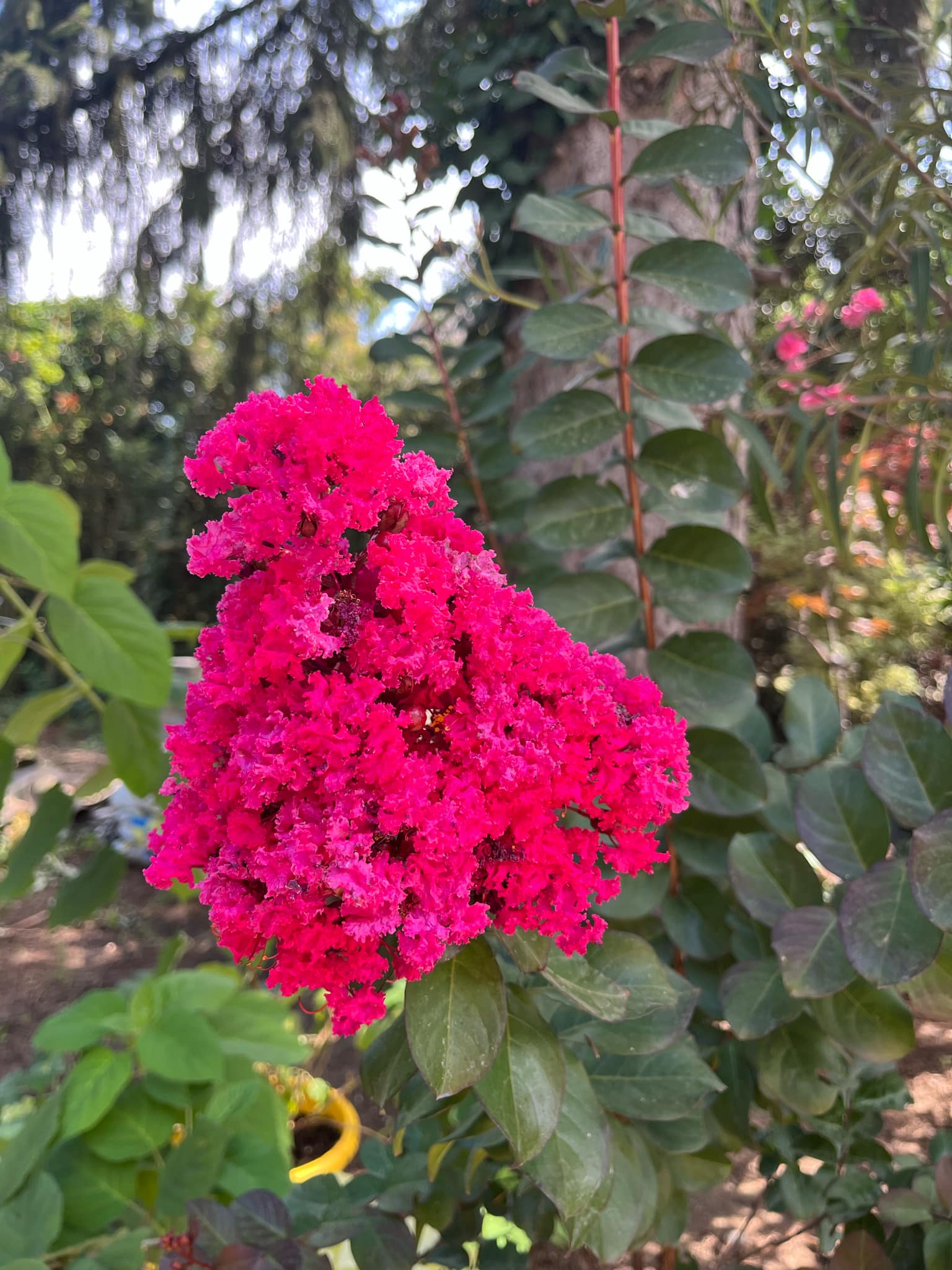 Lagerstroemia