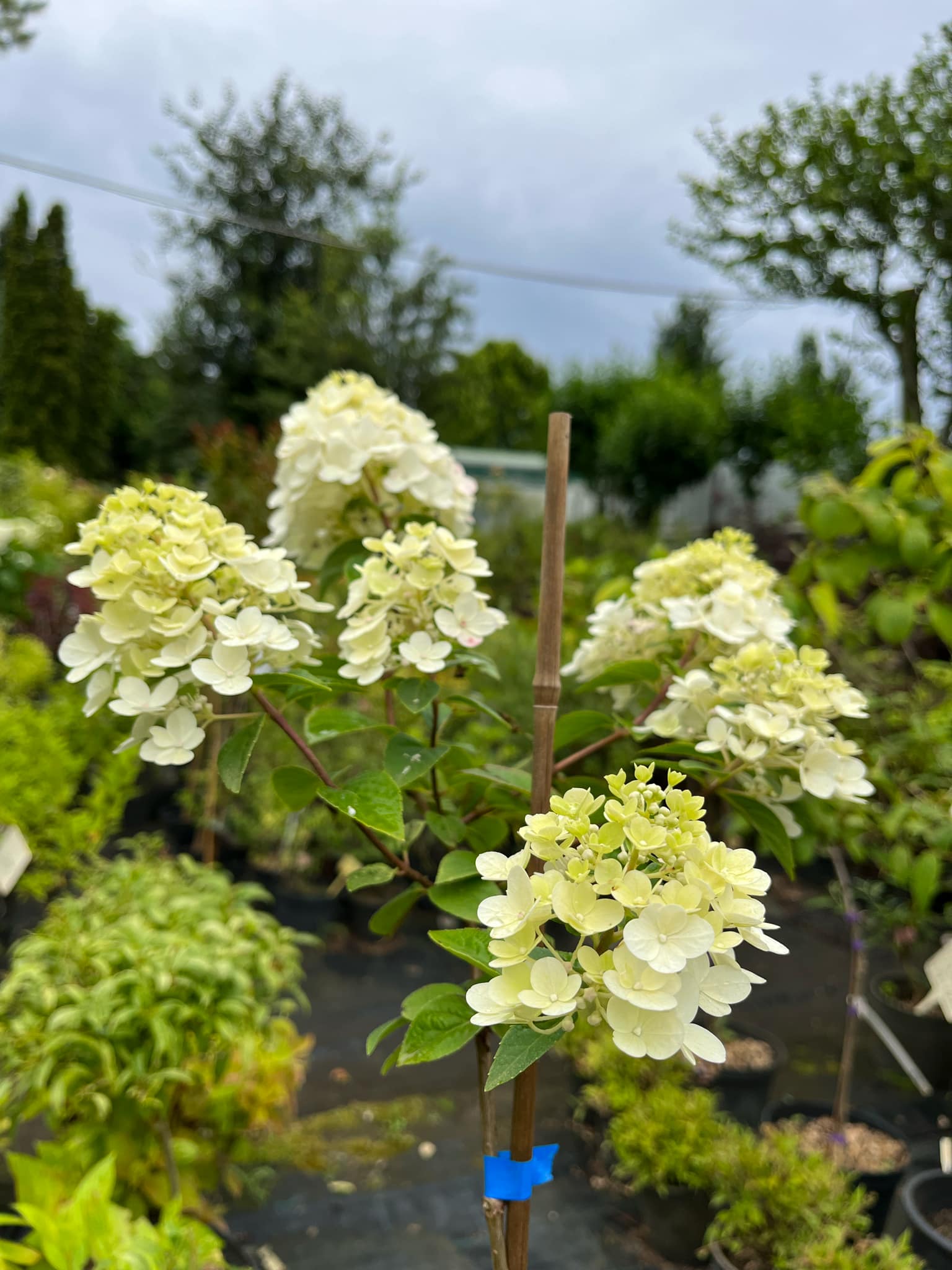Magastörzsű Hydrangea paniculata