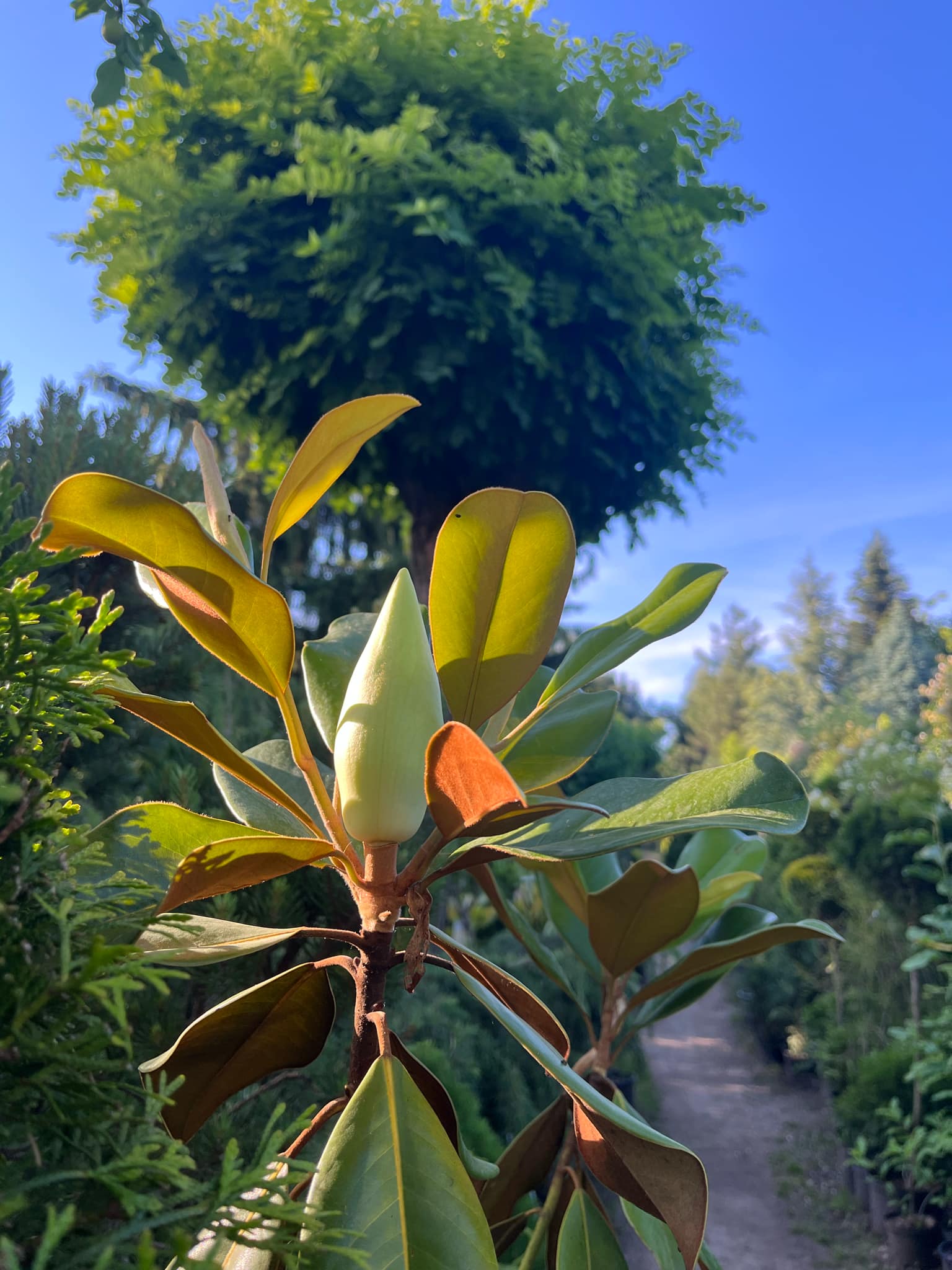 Magnolia grandiflora