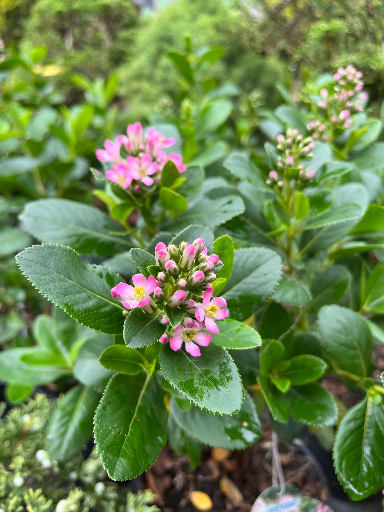 Escallonia laevis 'Pink Elle'