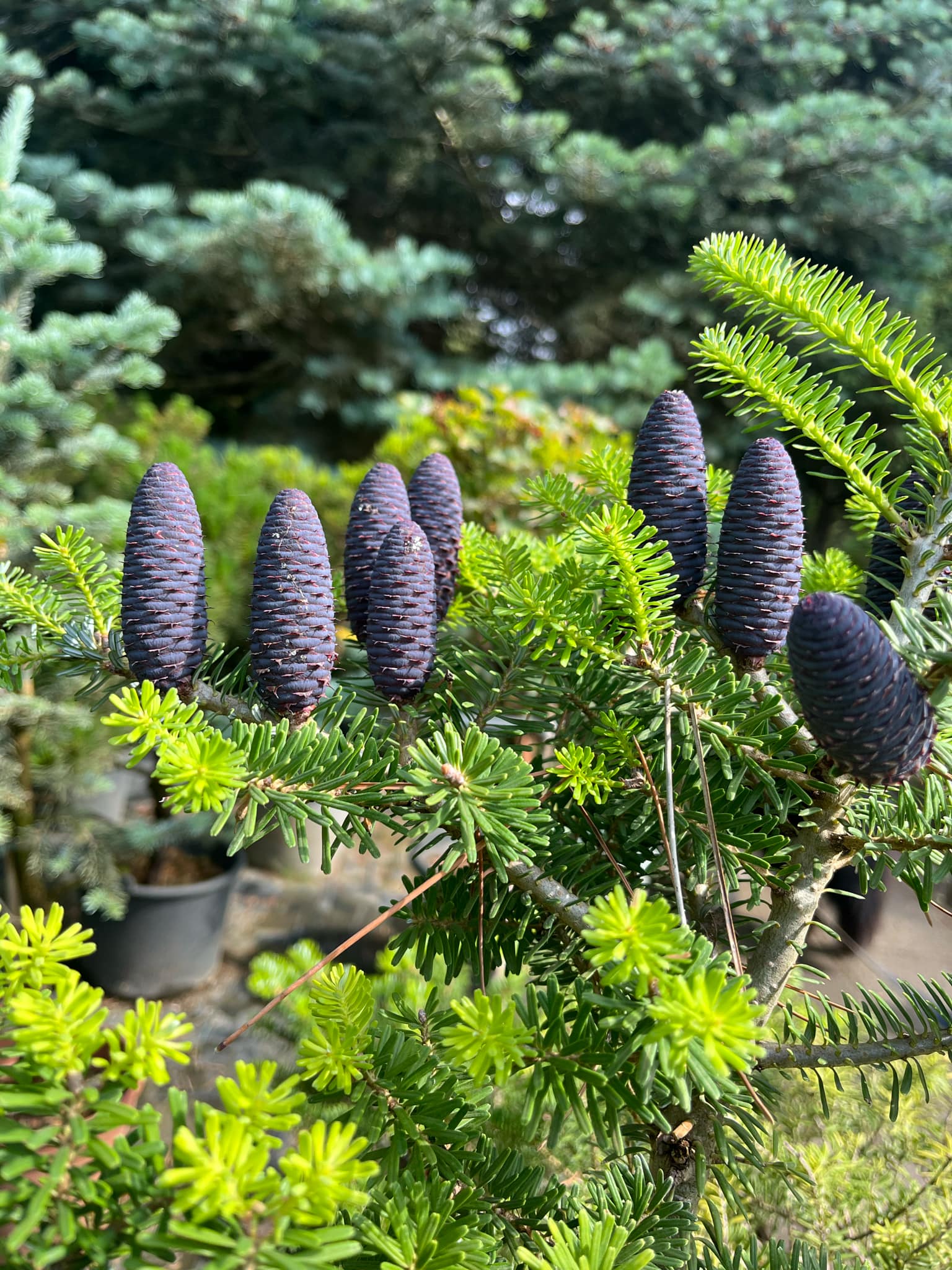 Abies koreana