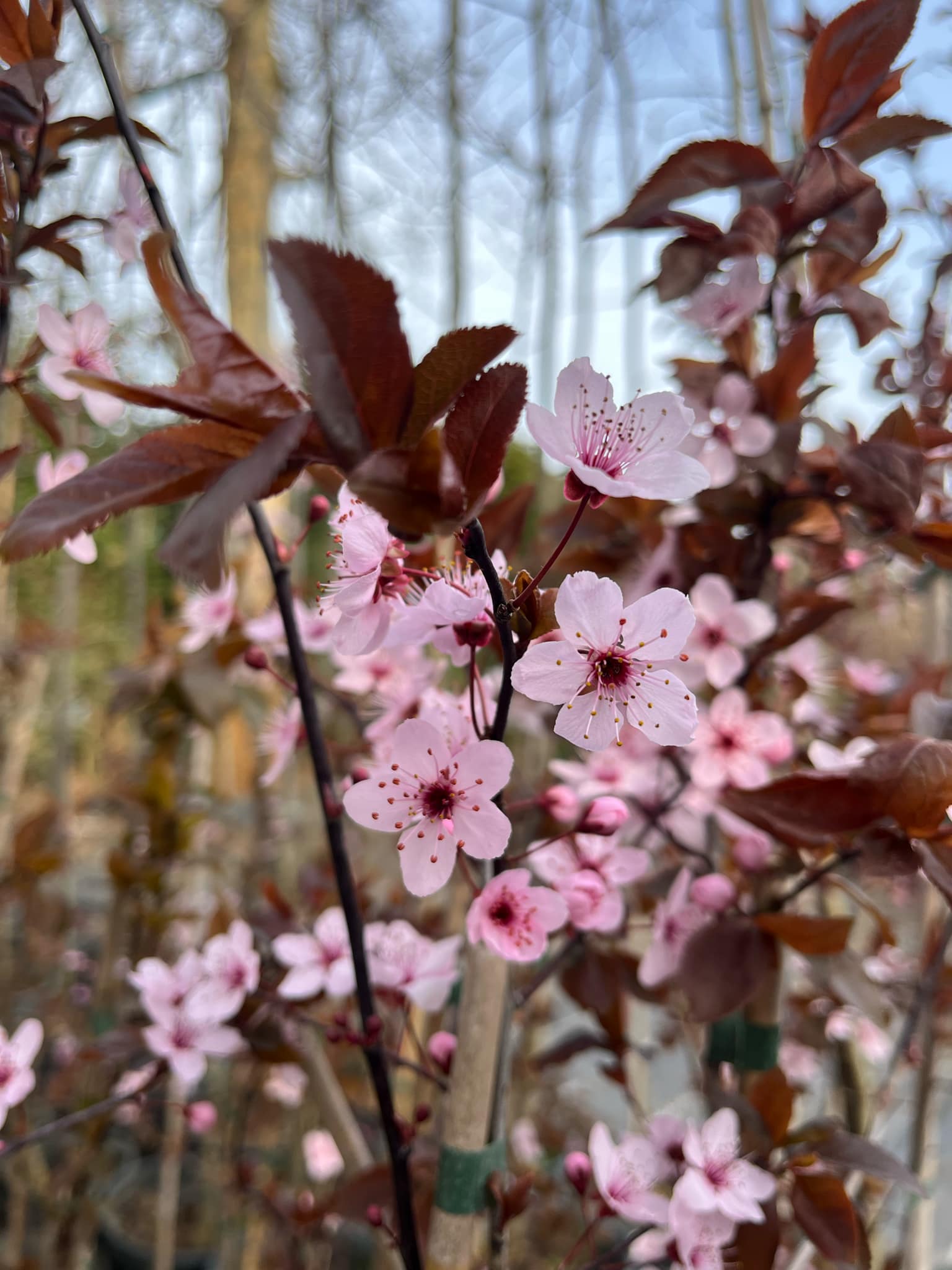 Prunus cerasifera 'Woodii'