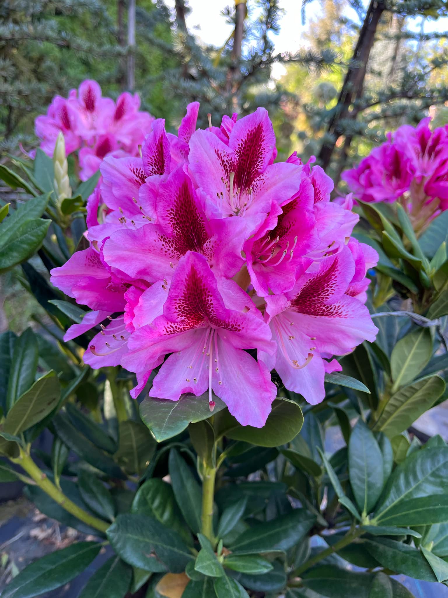 Rhododendron fajta