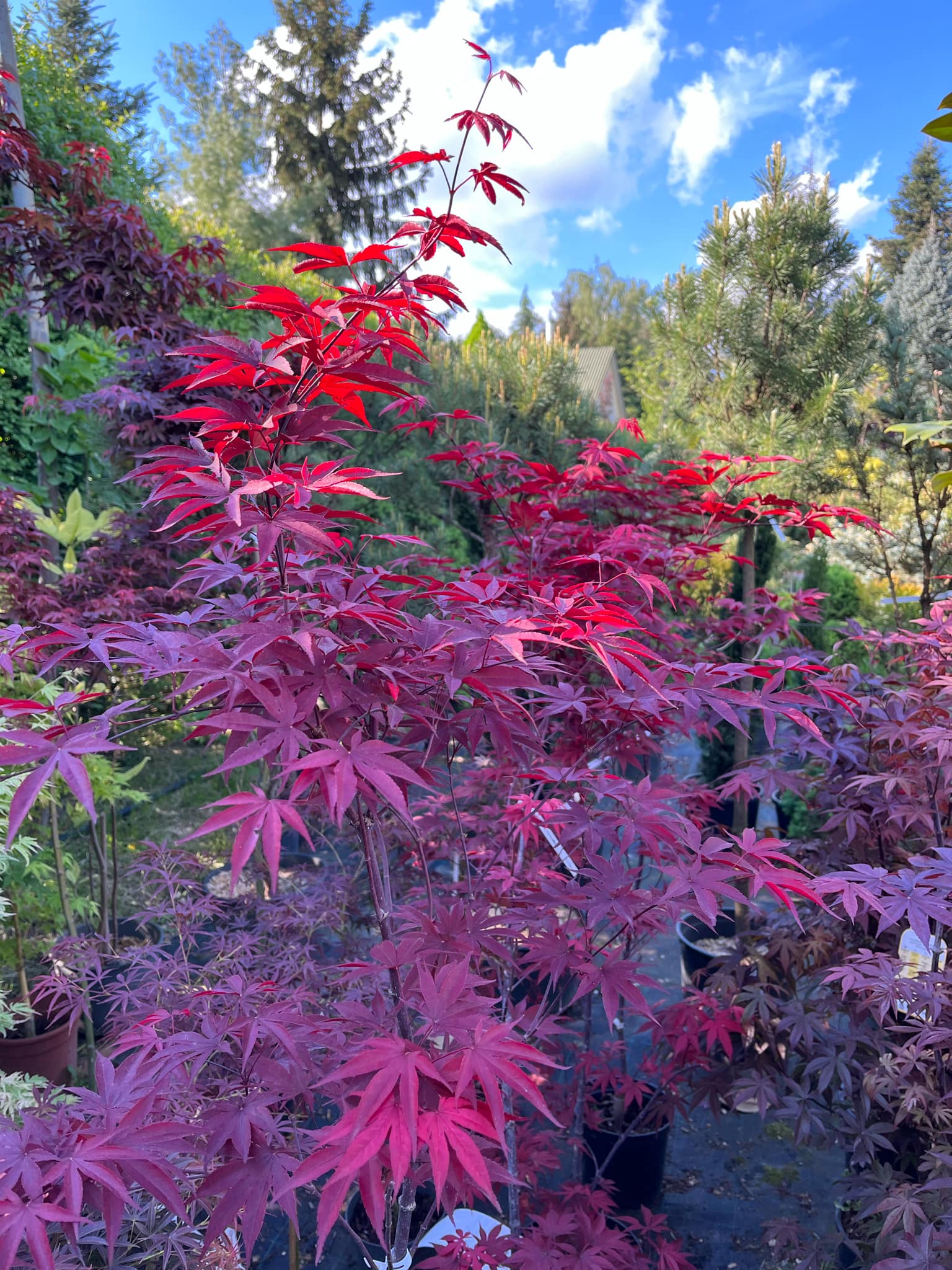 Acer palmatum