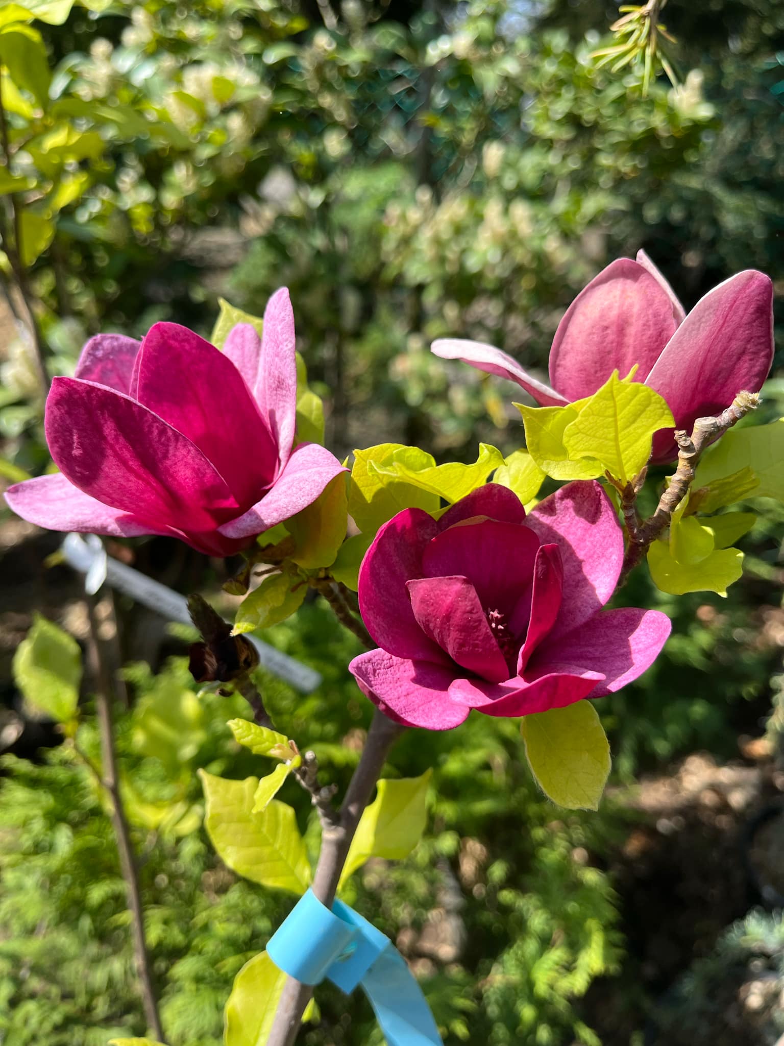 Magnolia
