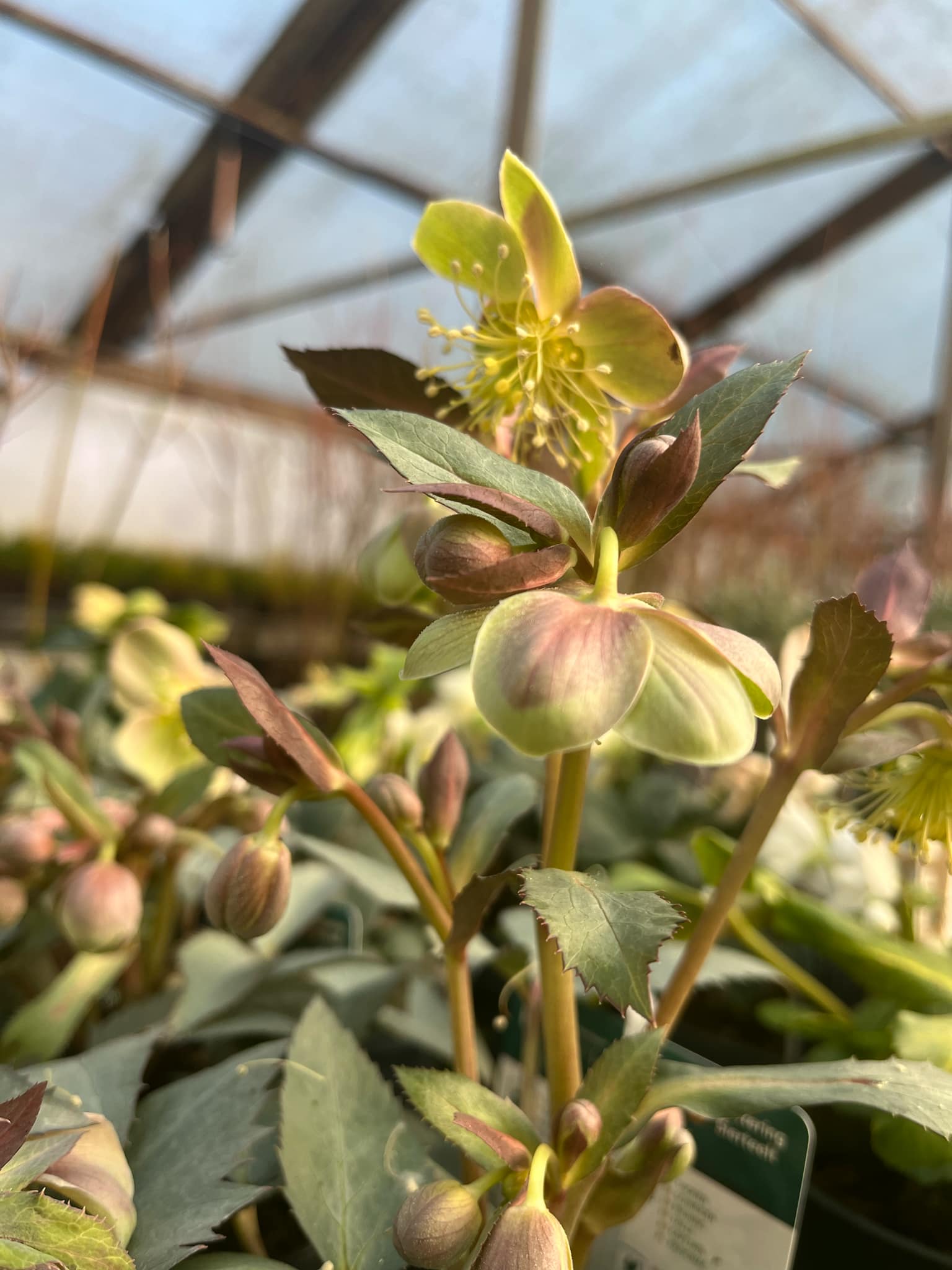 Helleborus