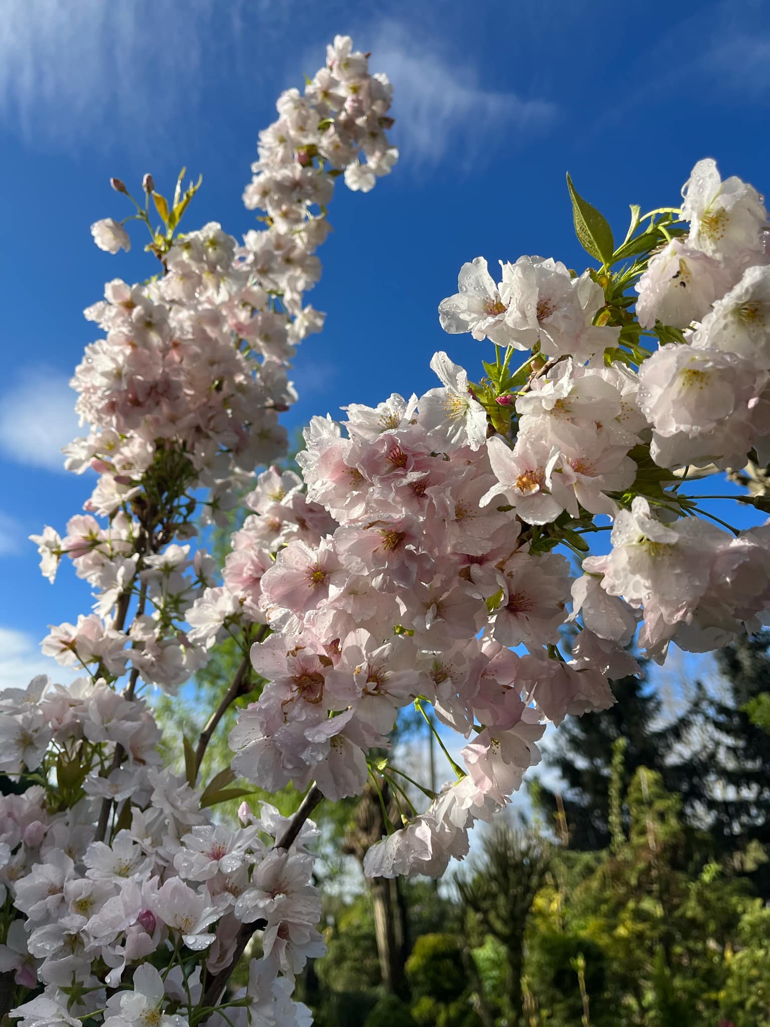 Prunus serrulata
