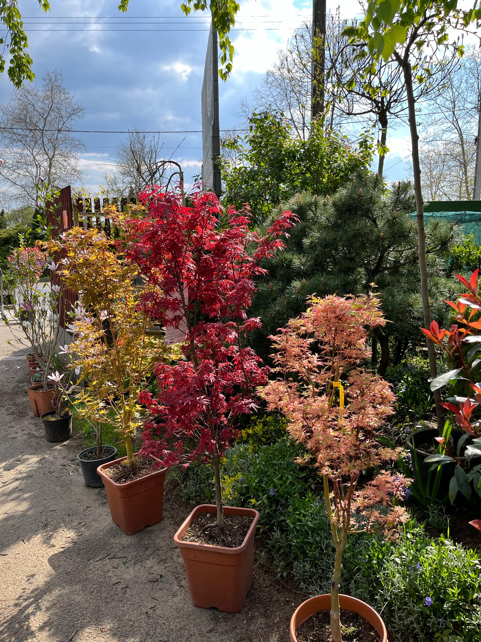 Acer palmatum fajták