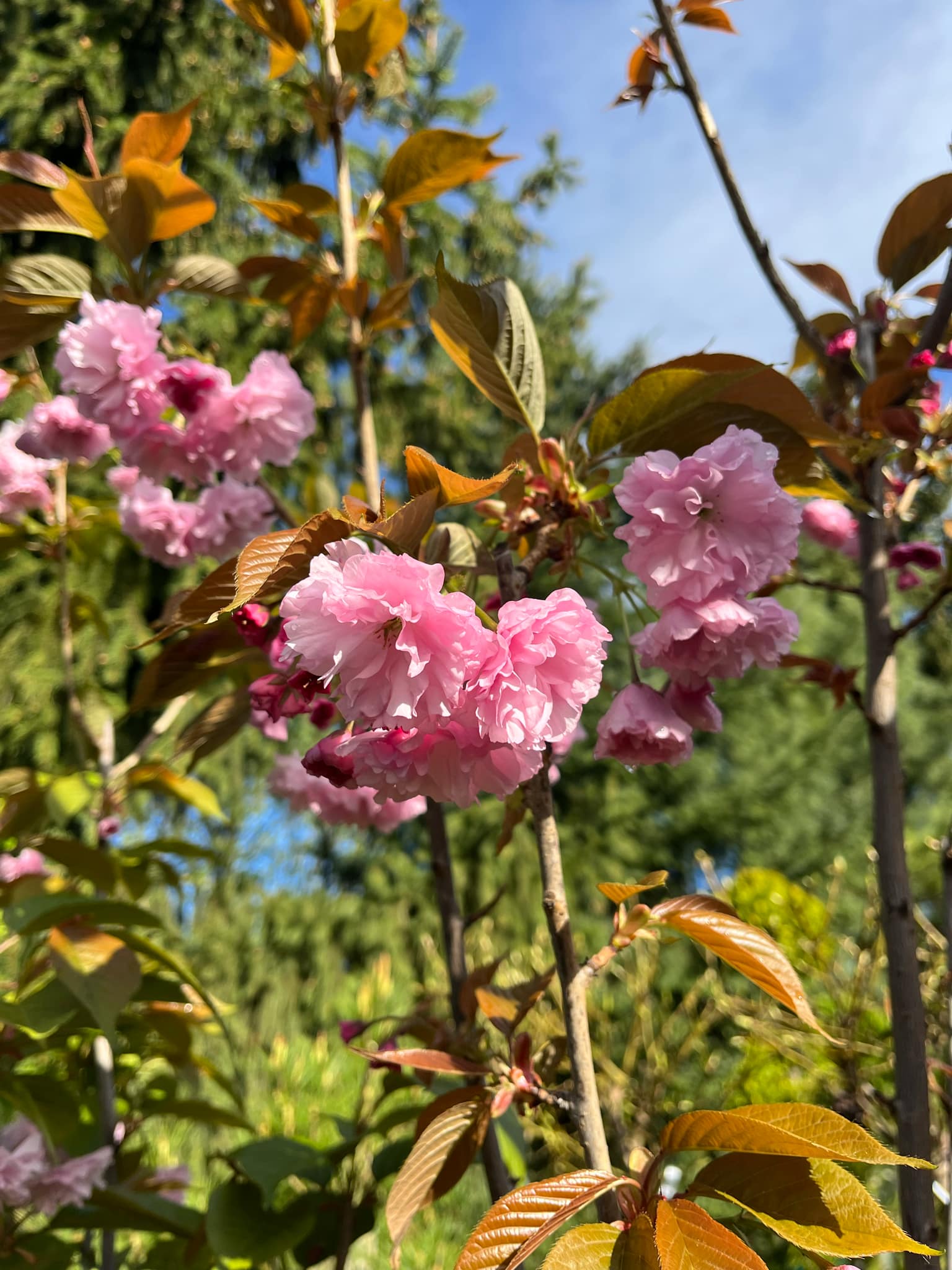 Prunus serrulata 'Royal Burgundy'