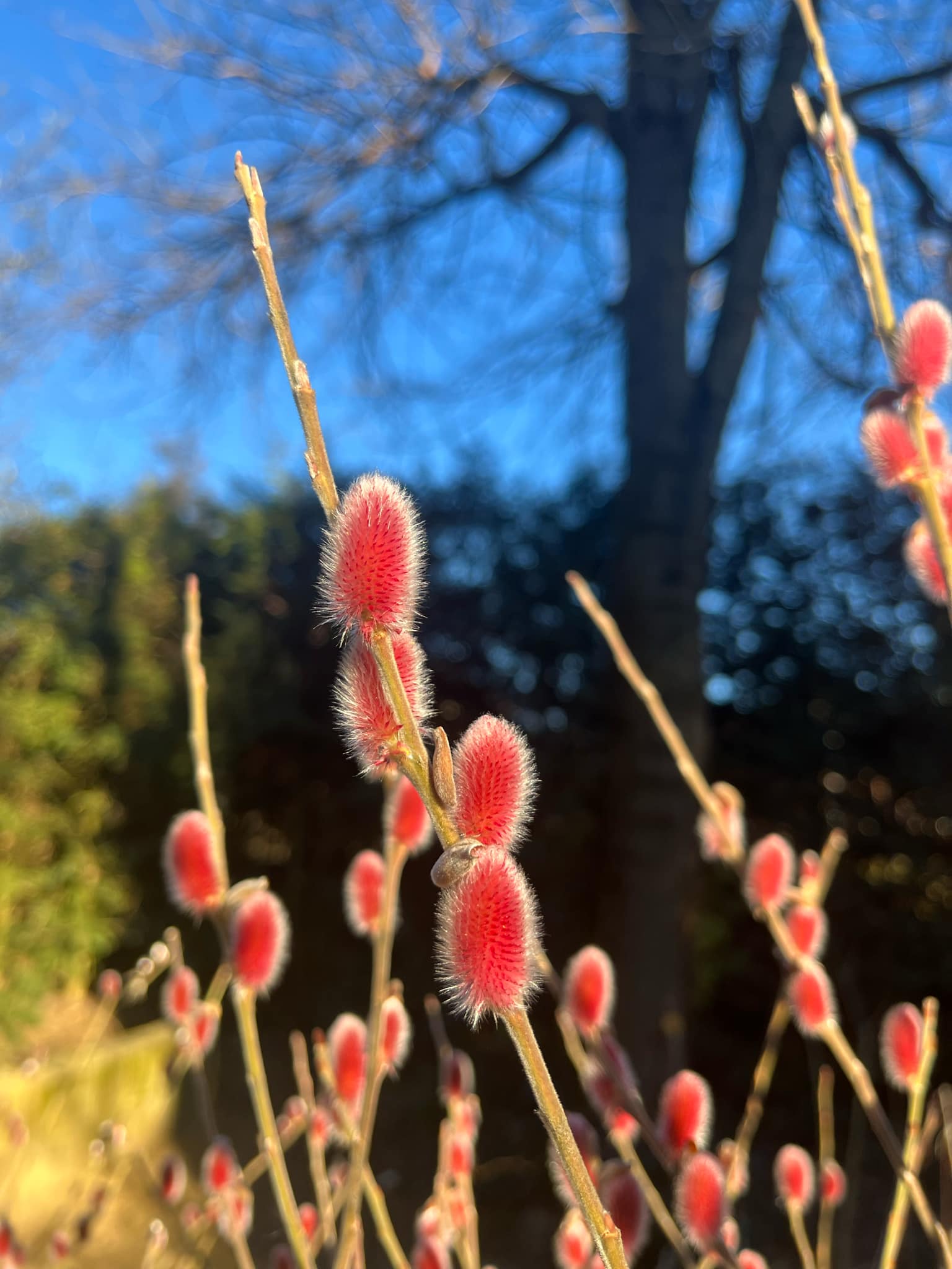 Salix gracilistyla 'Mount Aso'