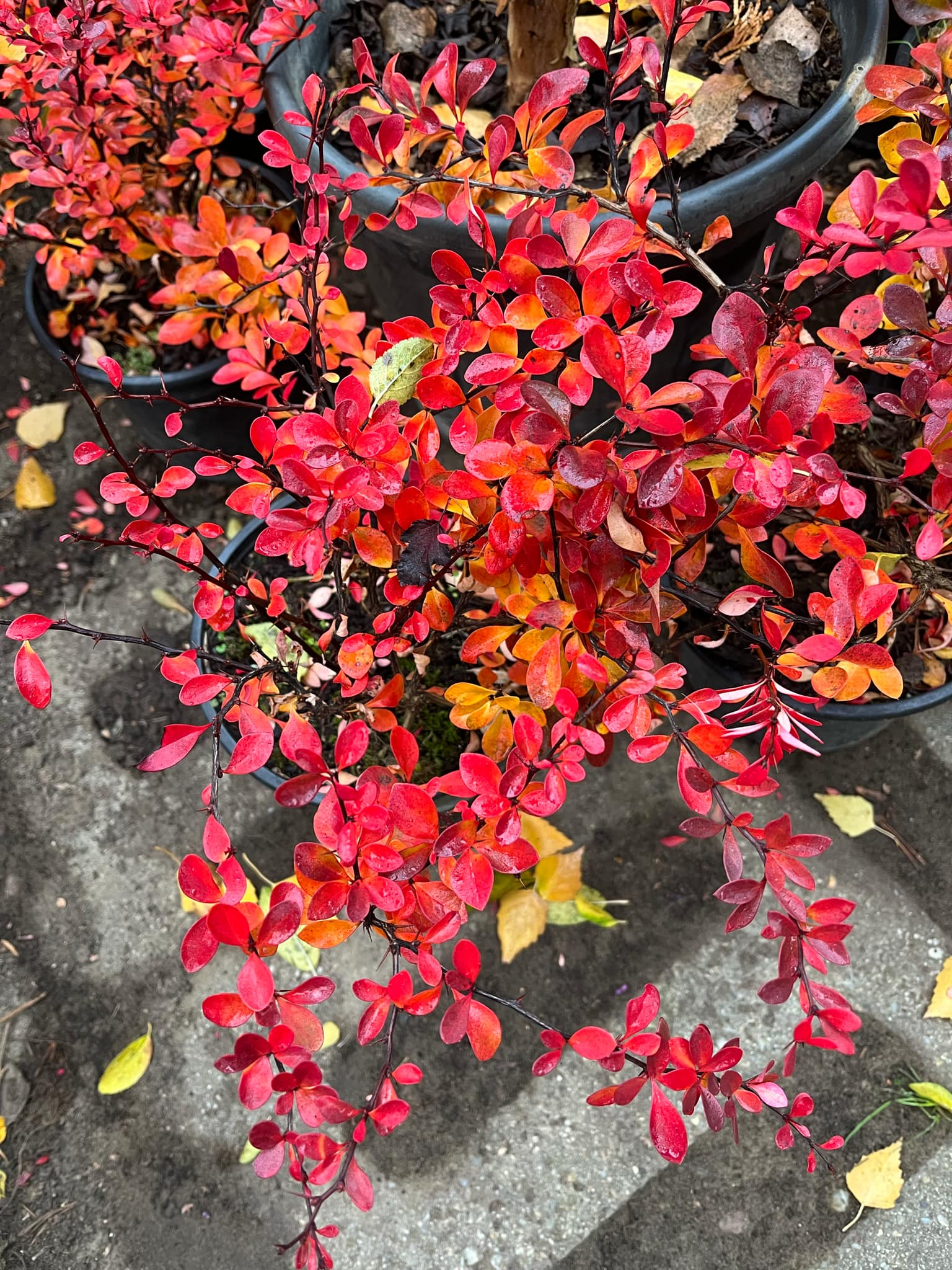 Berberis