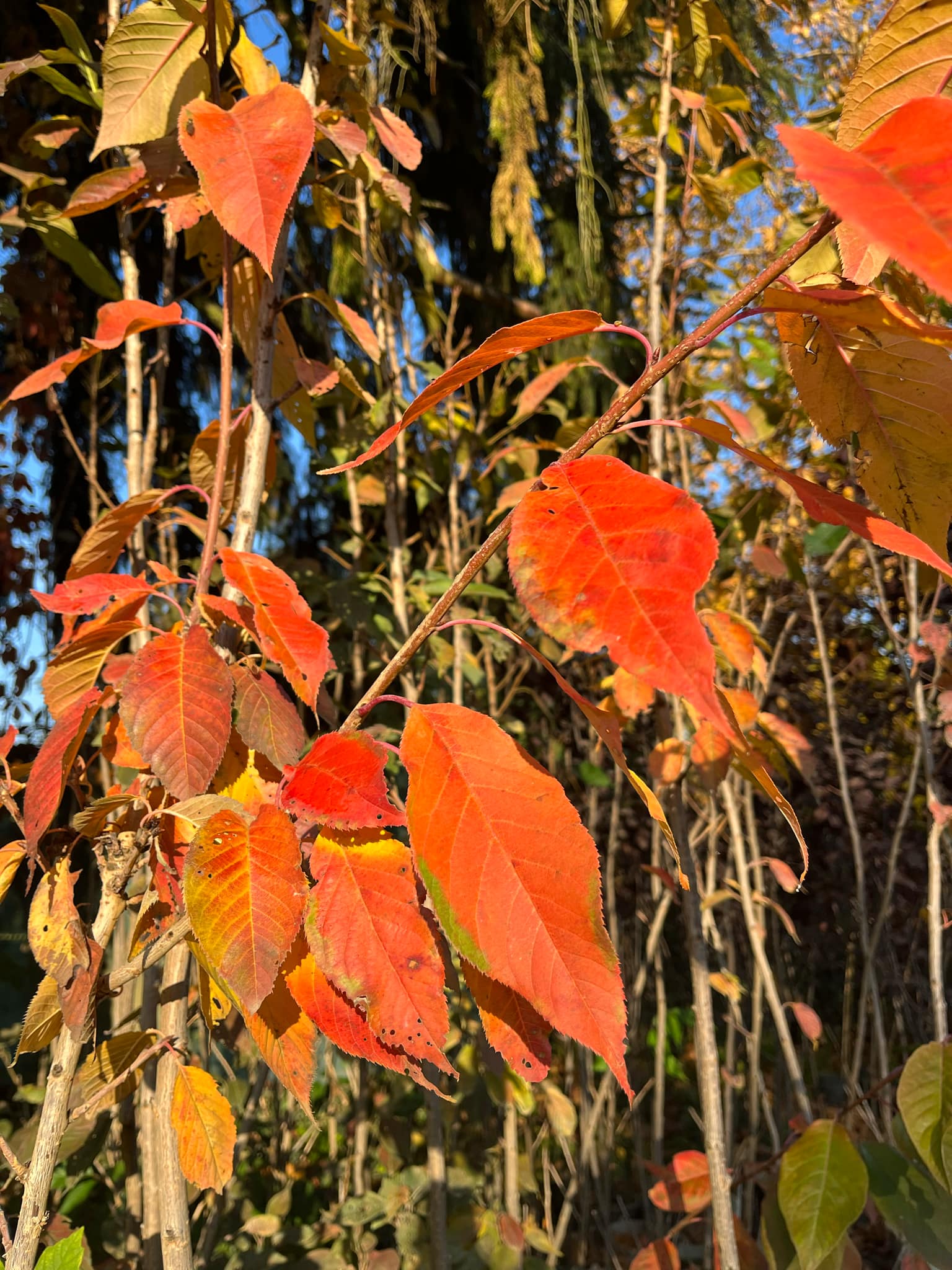 Parrotia persica 'Persian Spire'