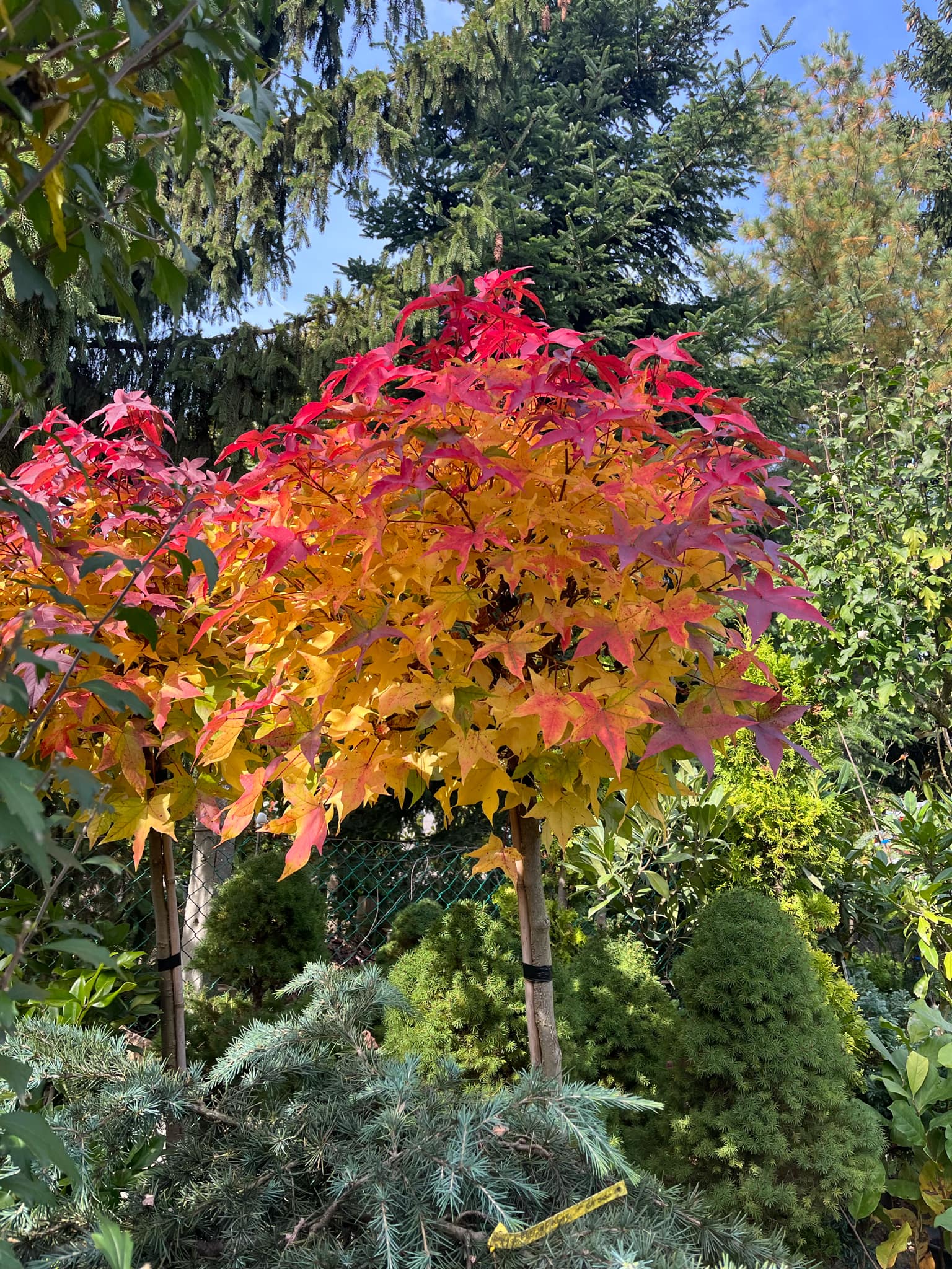 Liquidambar styraciflua 'Gum Ball'